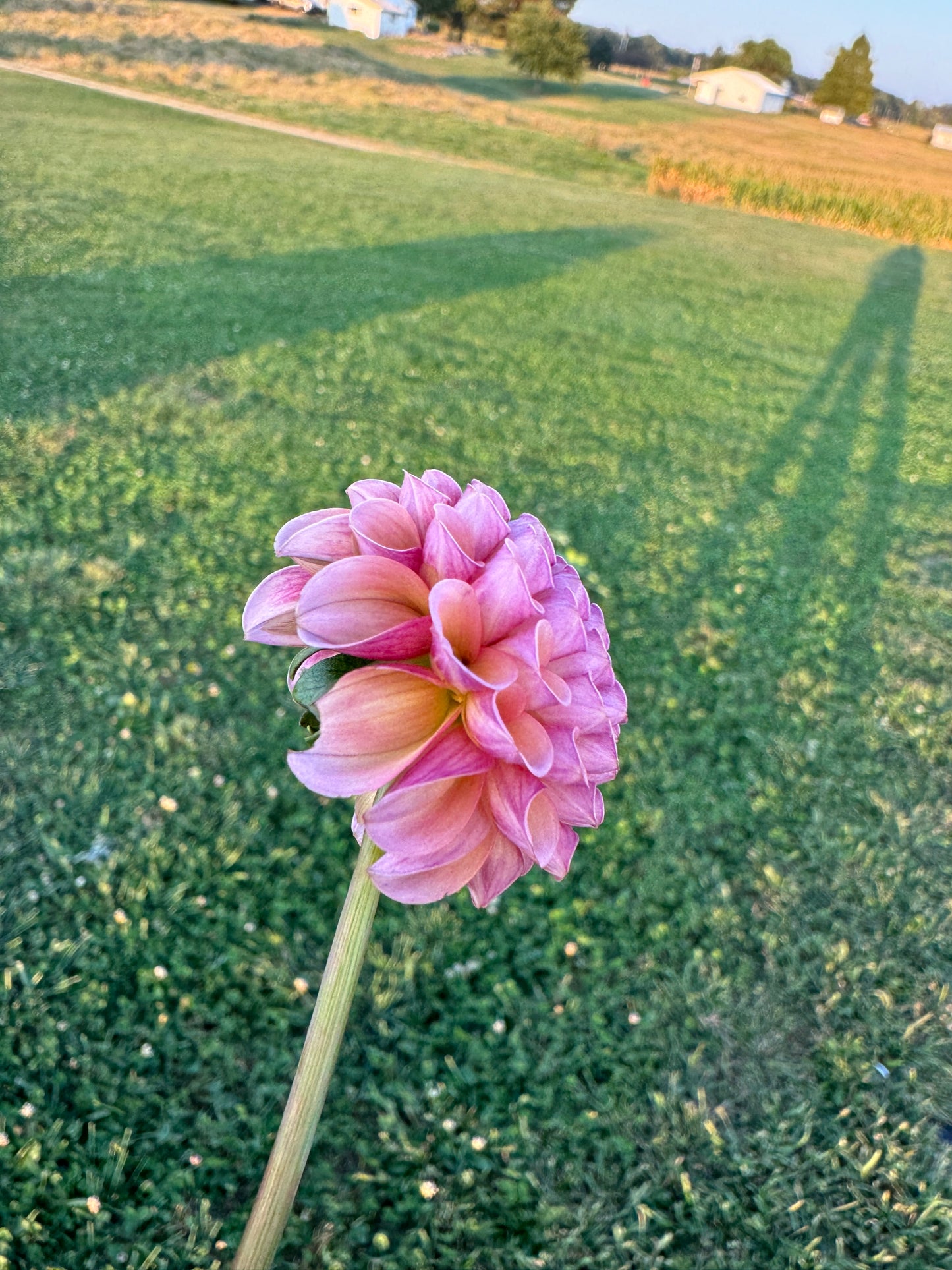 Koko Puff - Dahlia - Tuber