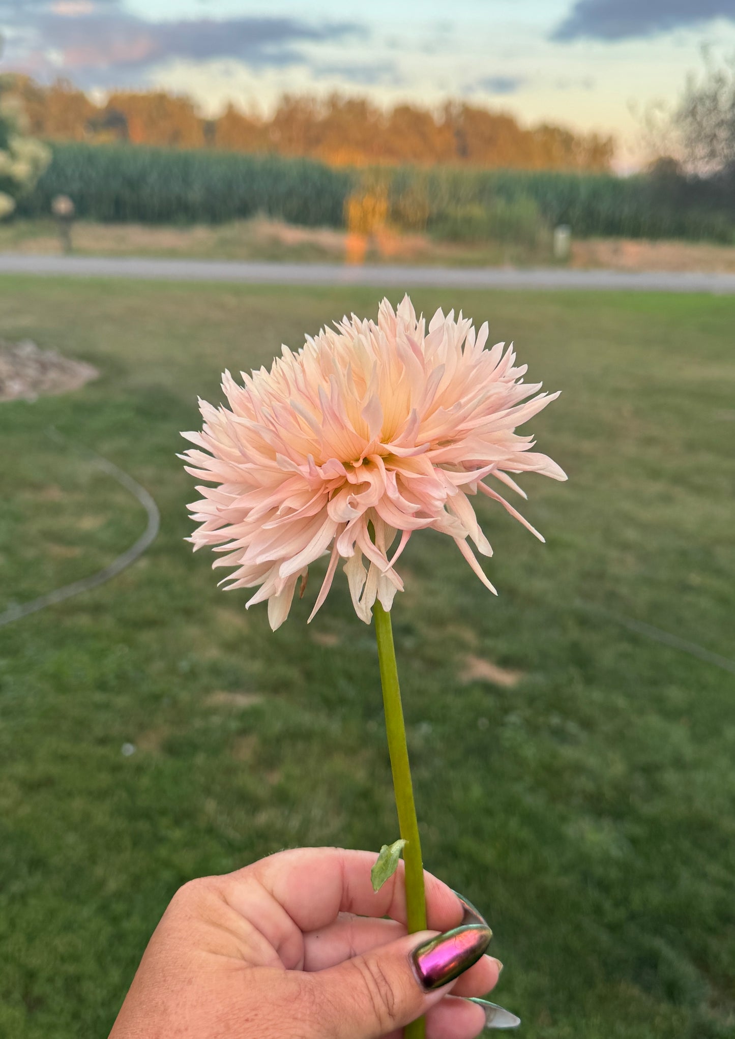Hapet Champagne - Dahlia - Spring CUTTING
