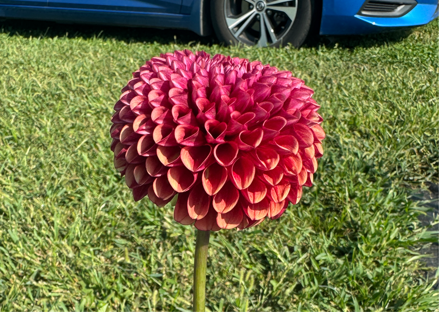 Copper Boy - Dahlia - Spring CUTTING