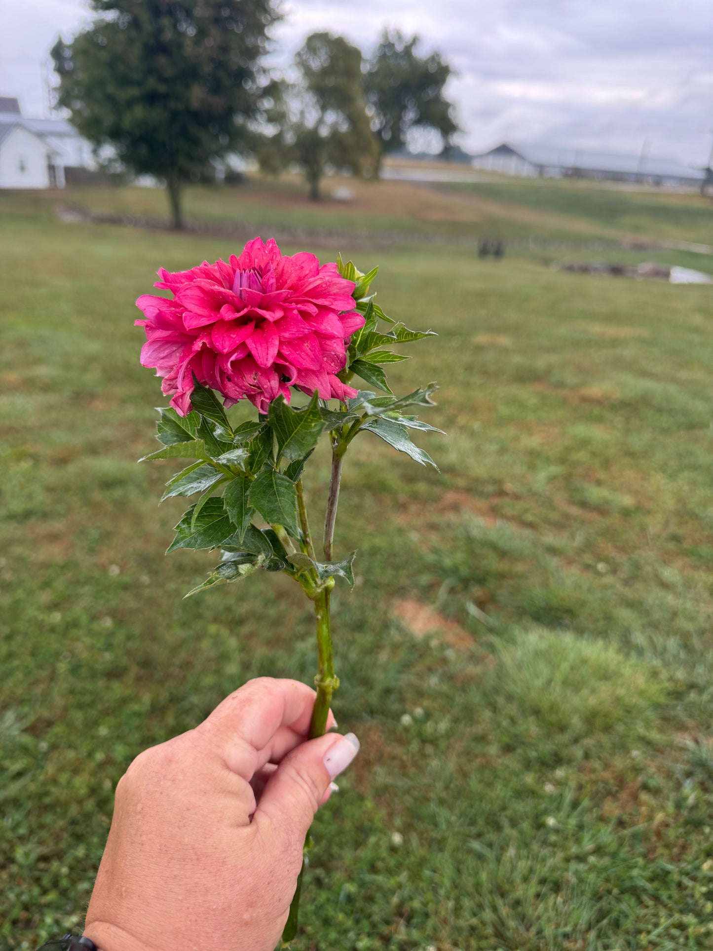 River’s Rosie - Dahlia - Spring CUTTING