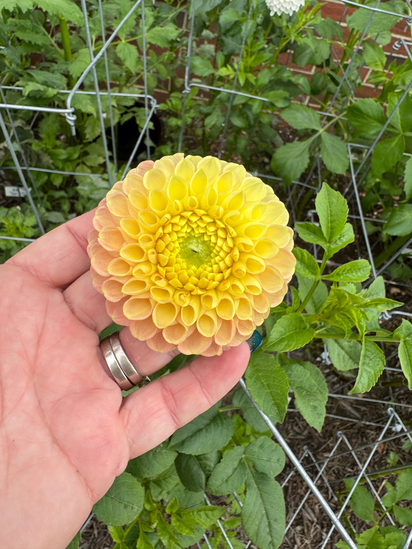 Fiona - Dahlia - Spring CUTTING