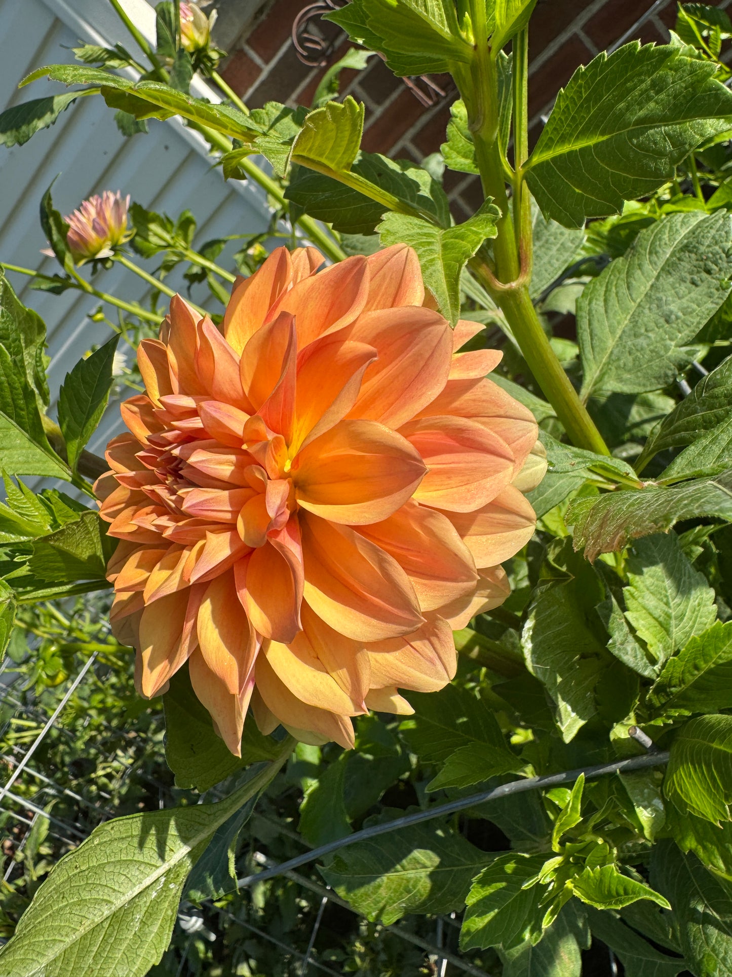 Hapet Cupido- Dahlia - Spring CUTTING