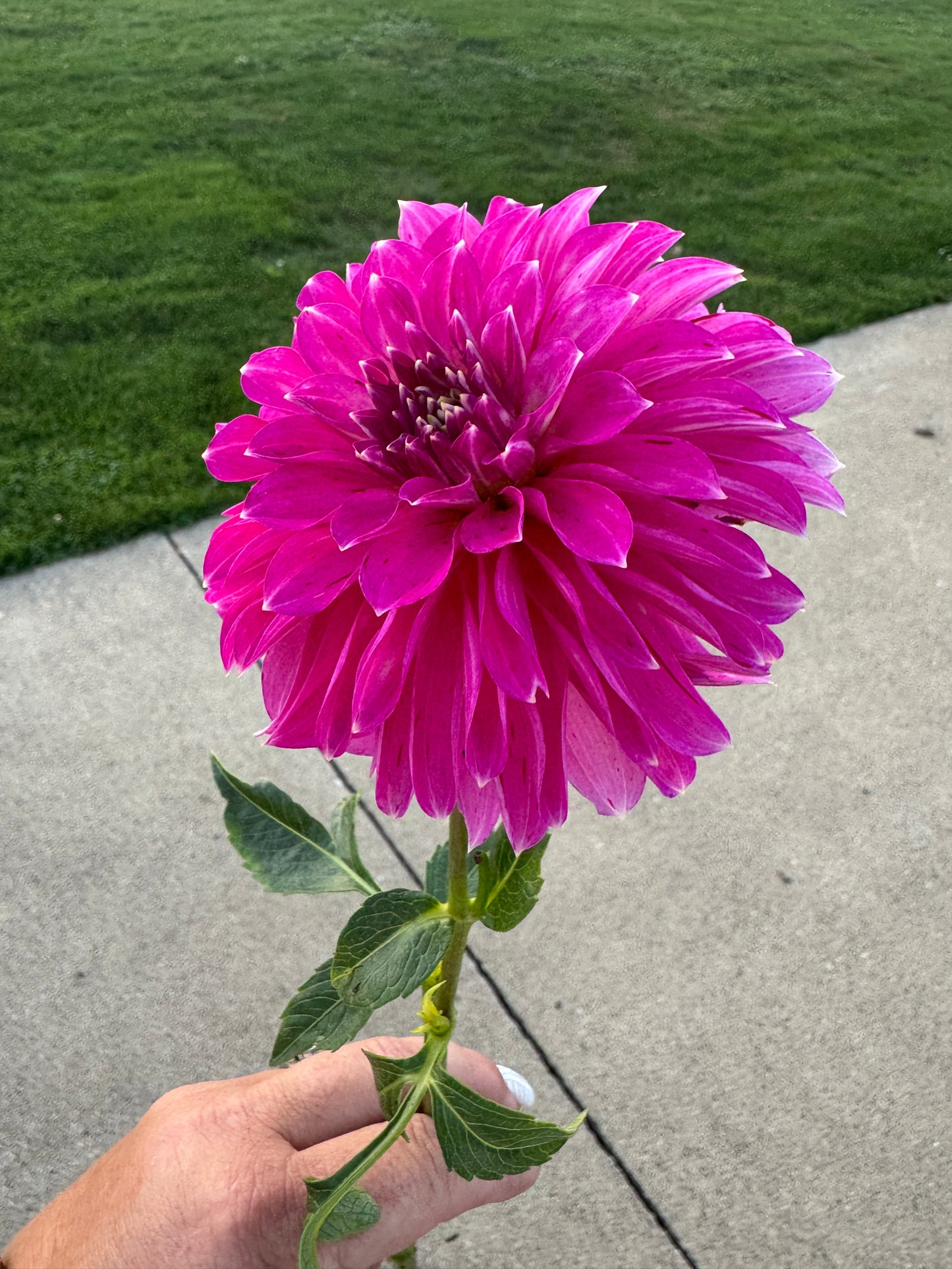 River’s Tipsy - Dahlia - Spring CUTTING