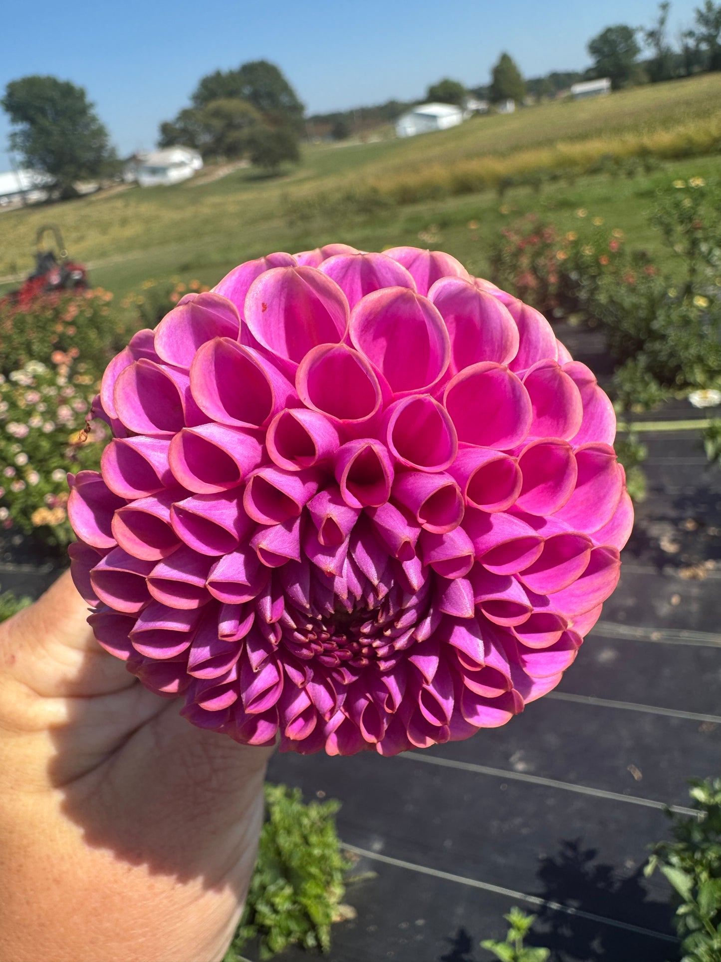 Isabel - Dahlia - Cutting