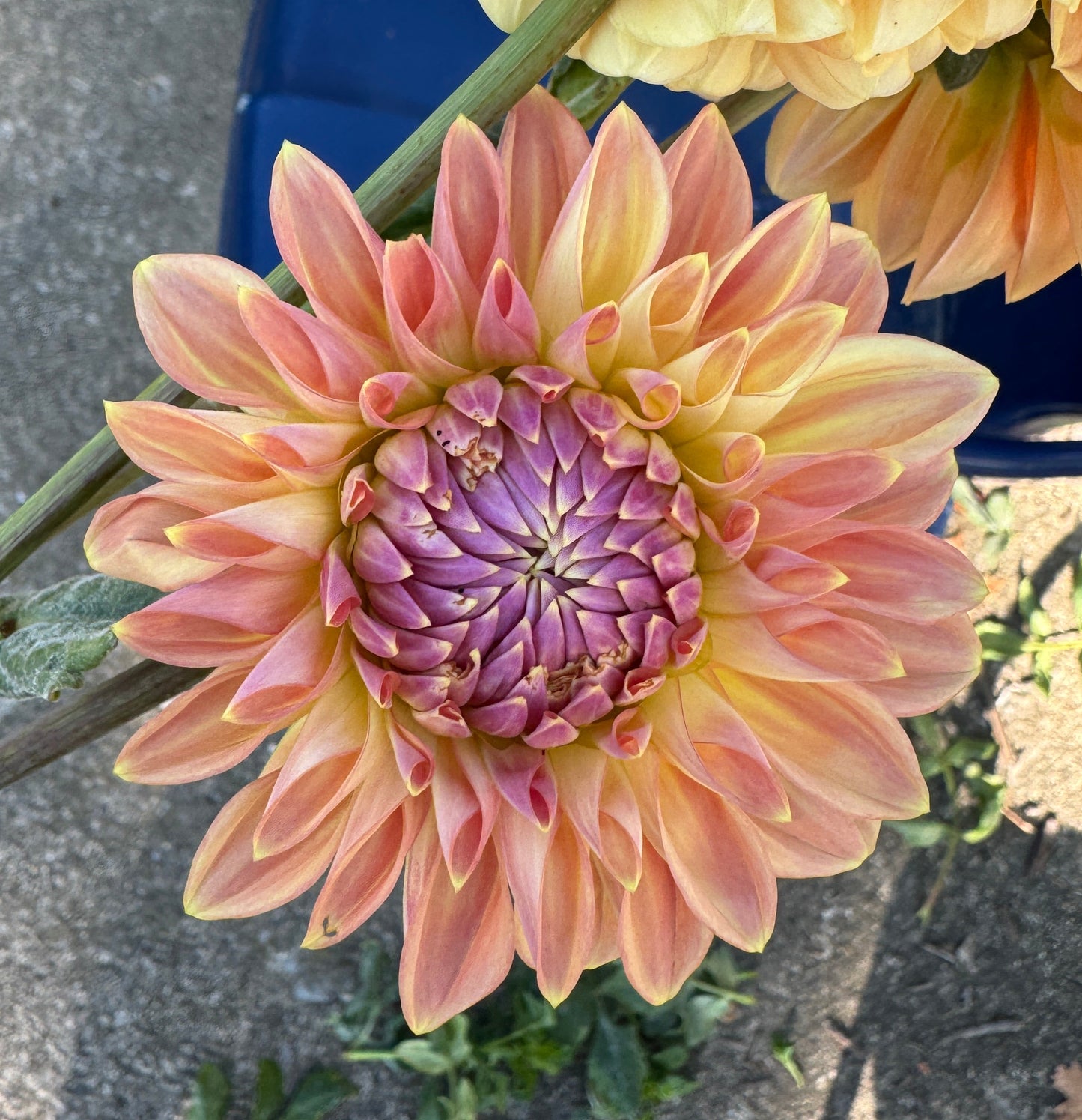 Bloomquist Alan - Dahlia - Spring CUTTING