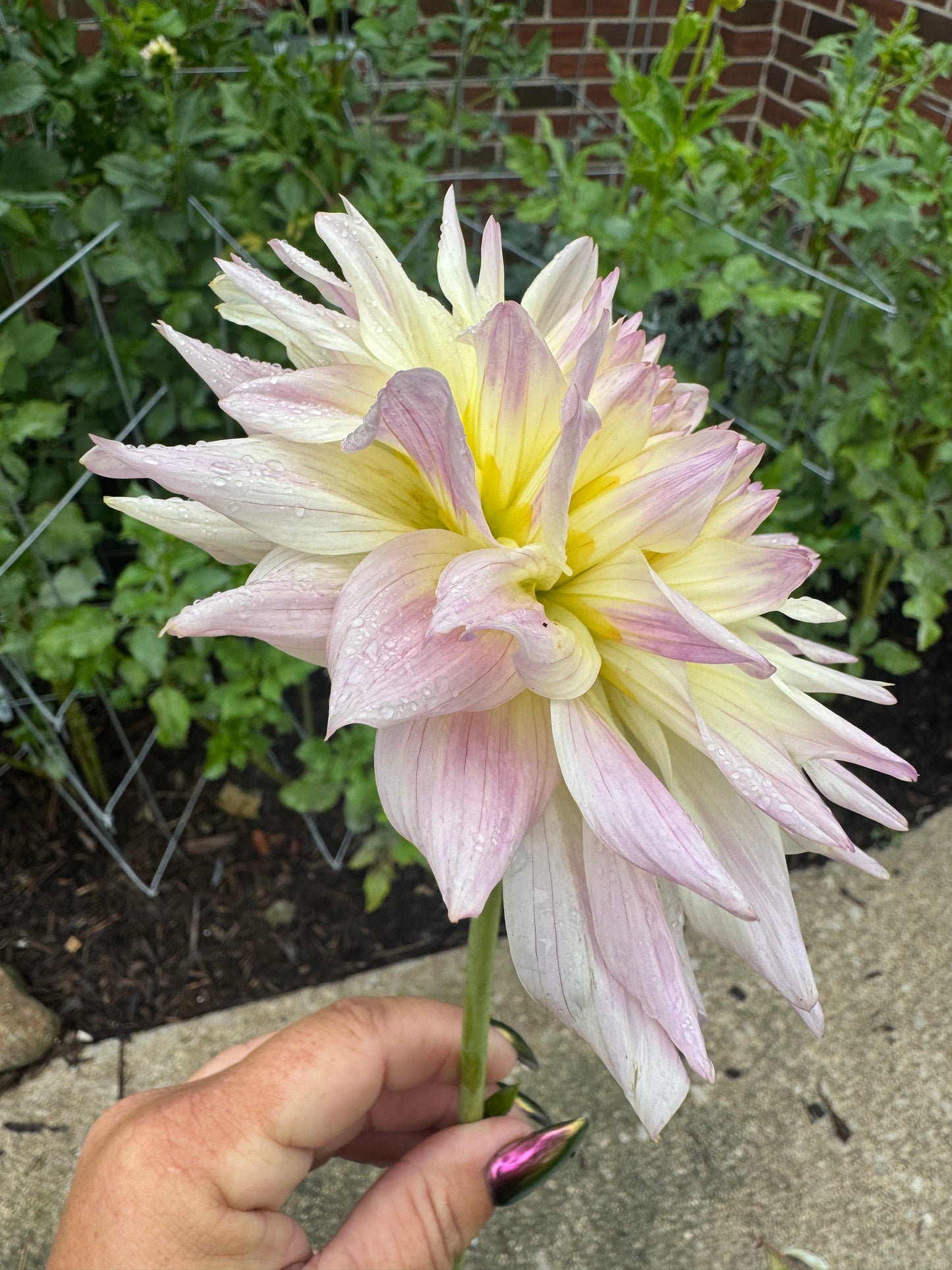 Netherton Cindy - Dahlia - Tuber