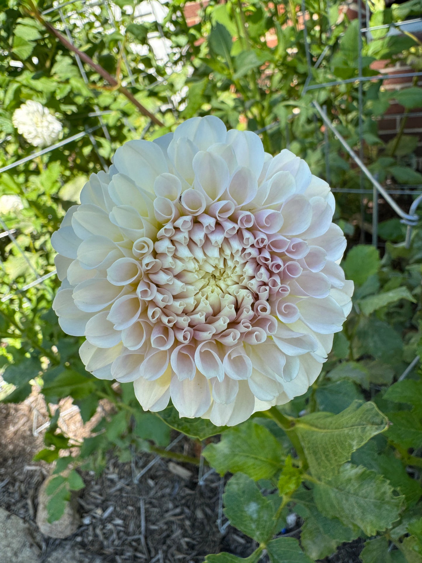 Irish Ruffles - Dahlia - Spring CUTTING