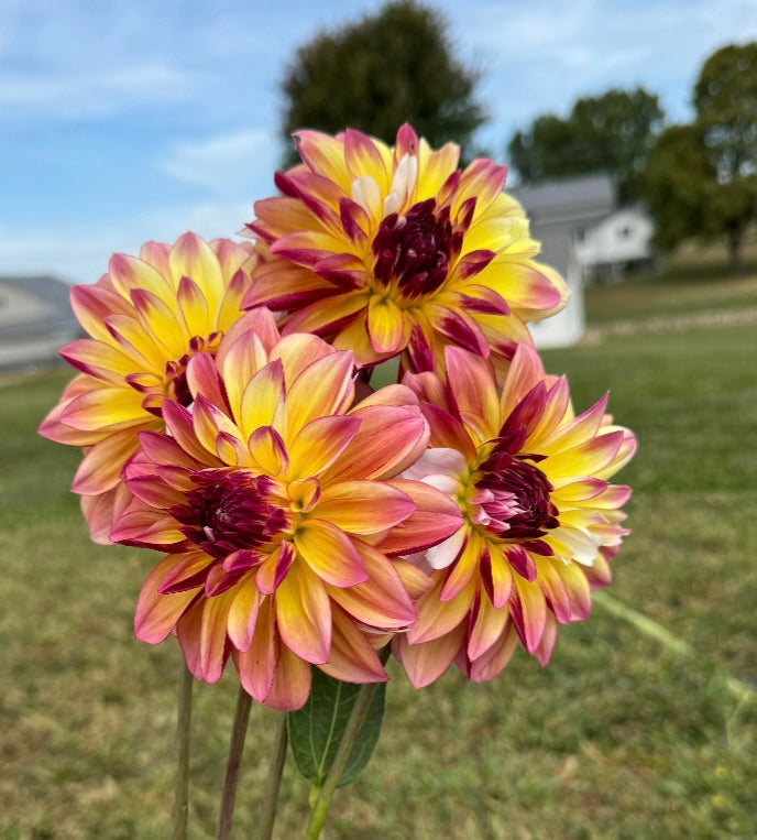Caribbean Fantasy - Dahlia Tuber