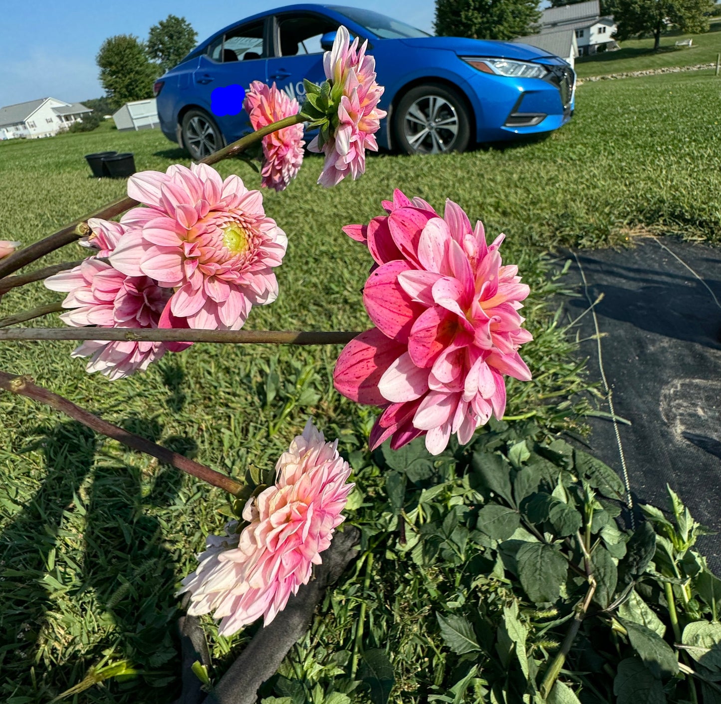 Mocha Jo - Dahlia - Tuber