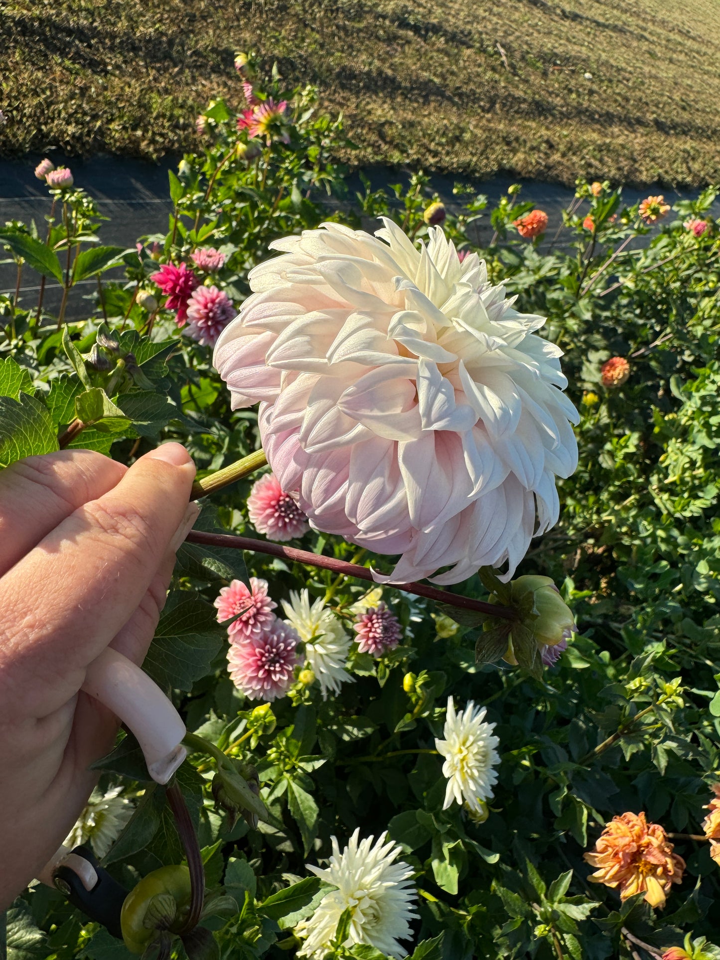 Who Me? - Dahlia Tuber