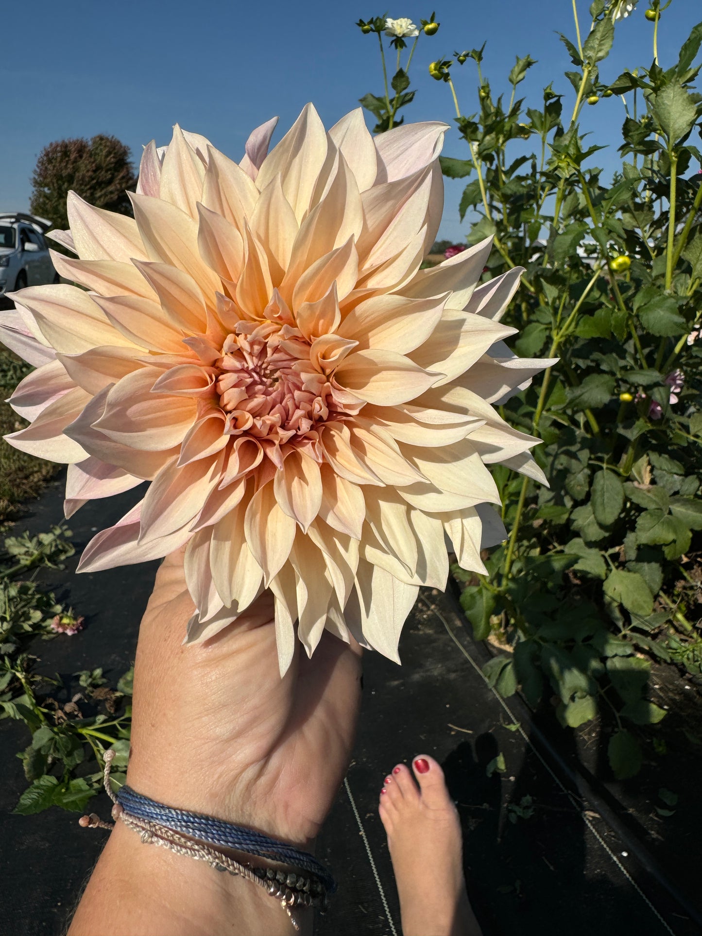 Cafe Mini - Dahlia - Spring CUTTING