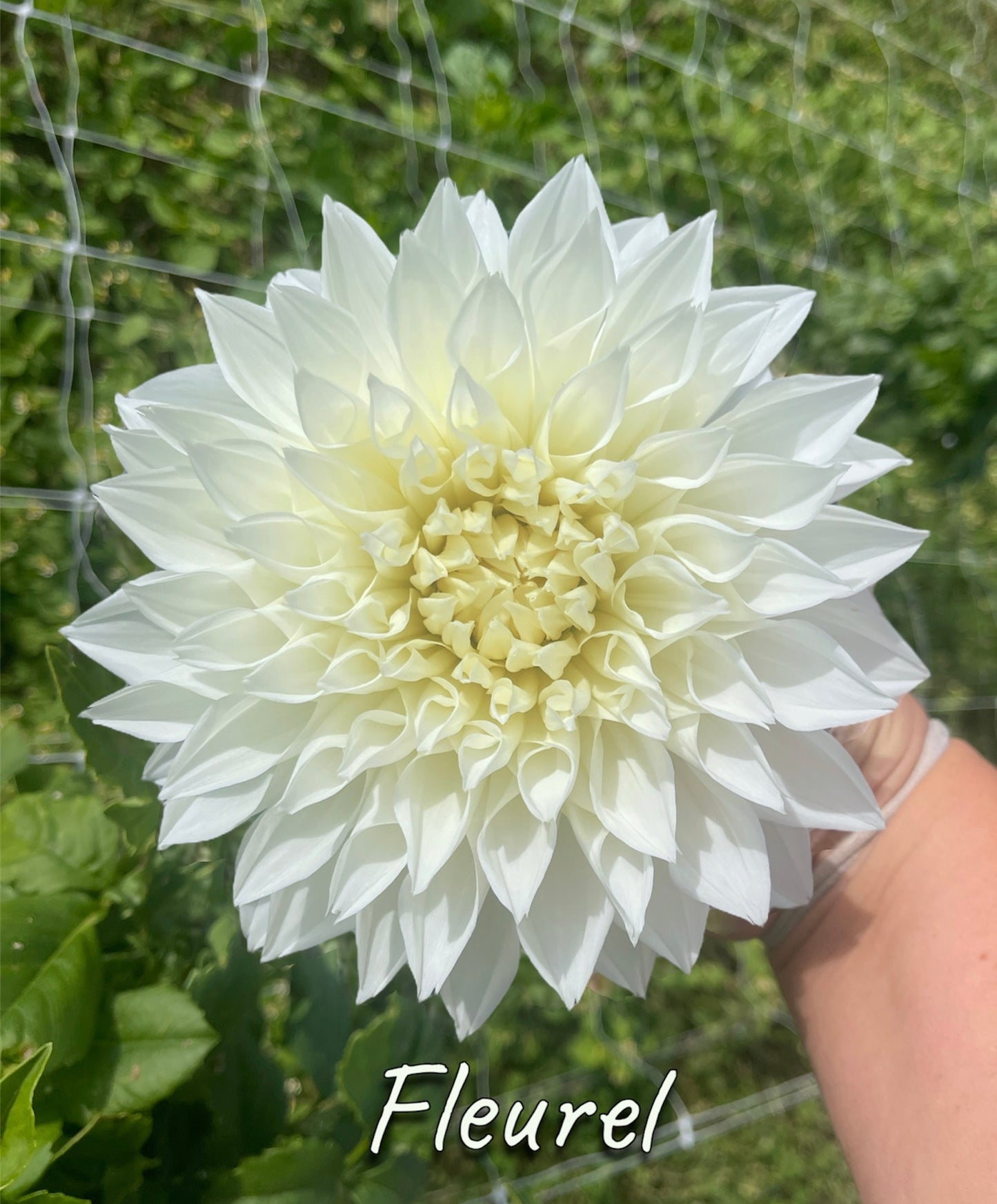 Fleurel - Dahlia Tuber