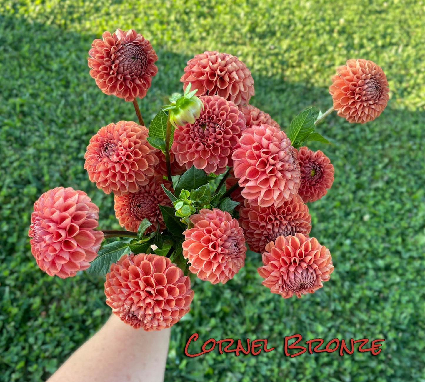 Cornel Bronze - Dahlia - Tuber