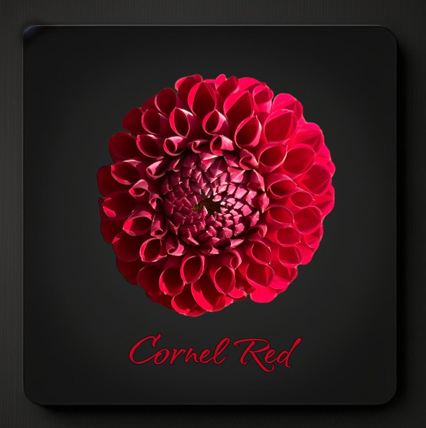 Cornel - Dahlia Tuber