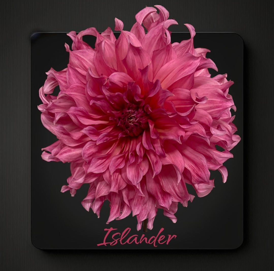 Islander - Dahlia - Tuber