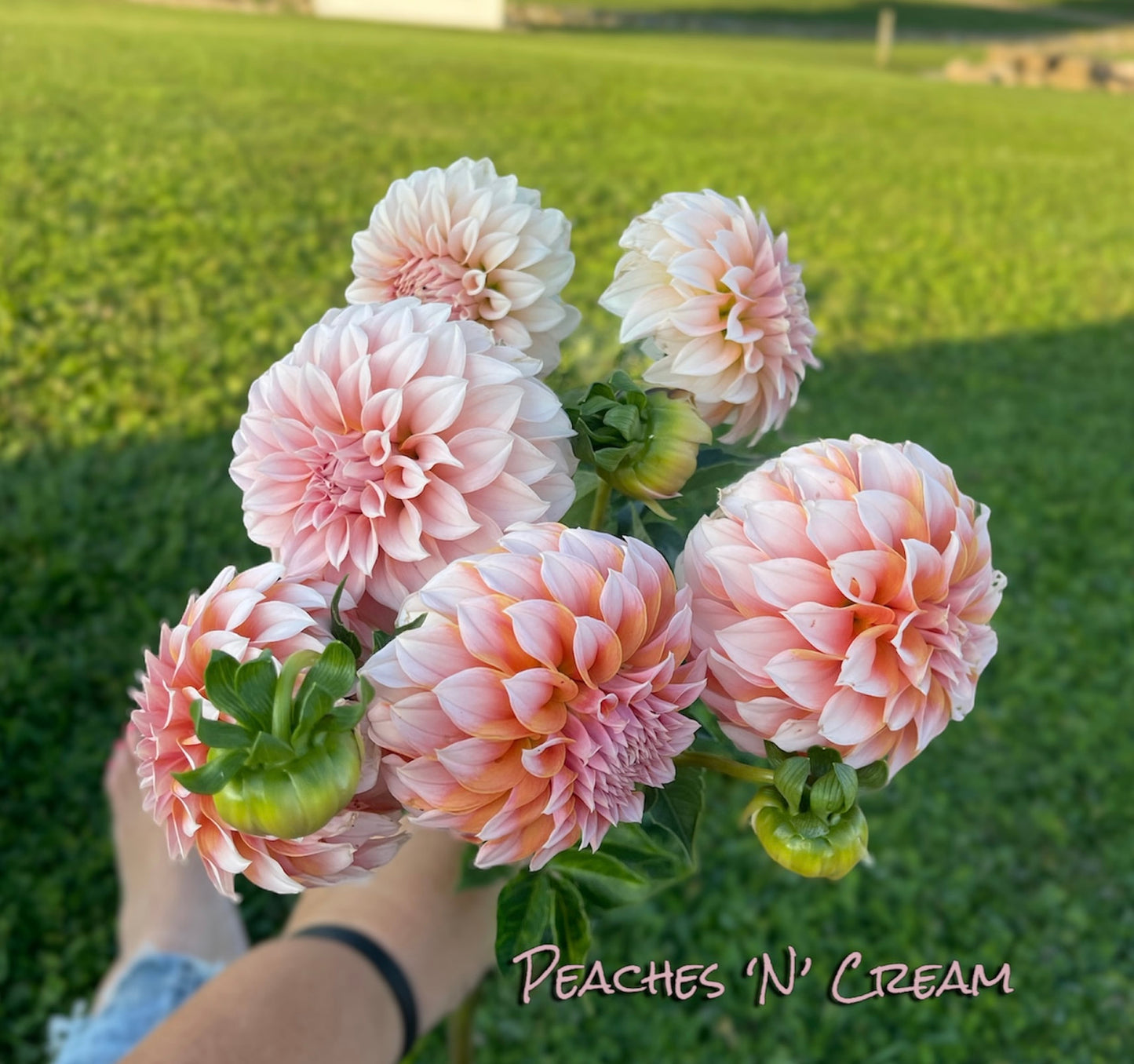 Peaches-N-Cream - Dahlia Tuber