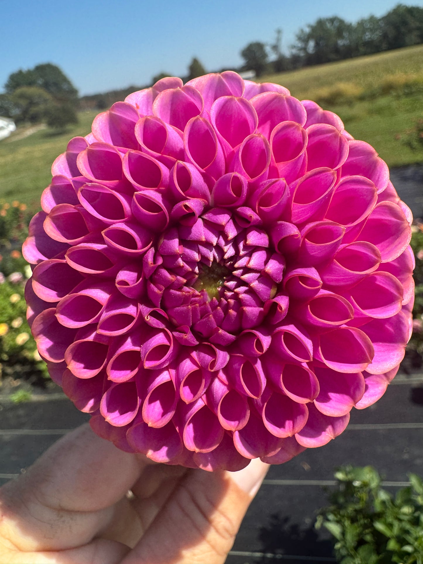 Isabel - Dahlia Tuber