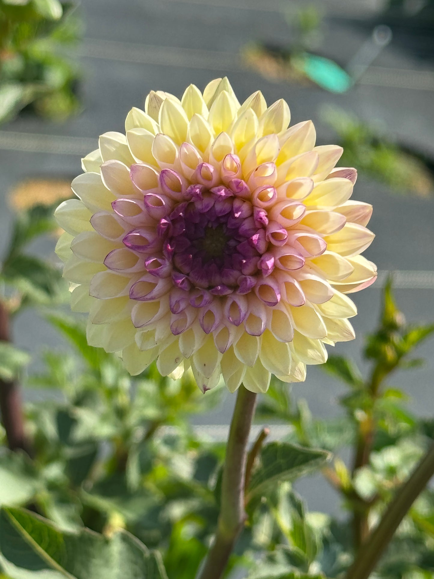 Wine Eyed Jill - Dahlia Tuber