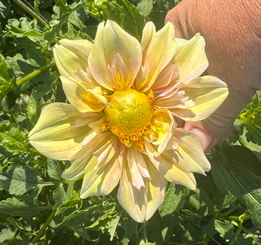 Apple Blossom - Dahlia Tuber