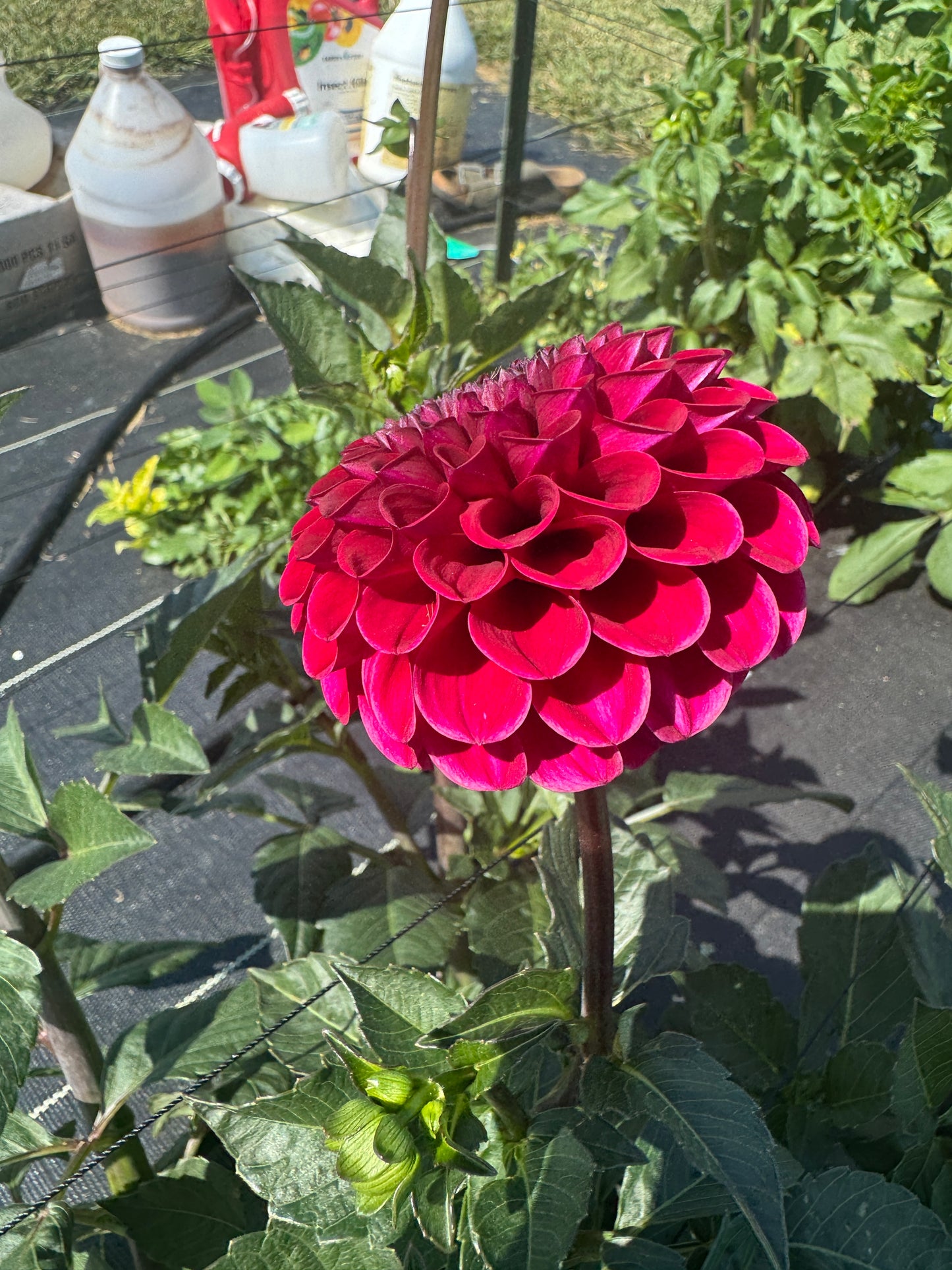 Jackie’s Red Devil -  Dahlia - Tuber