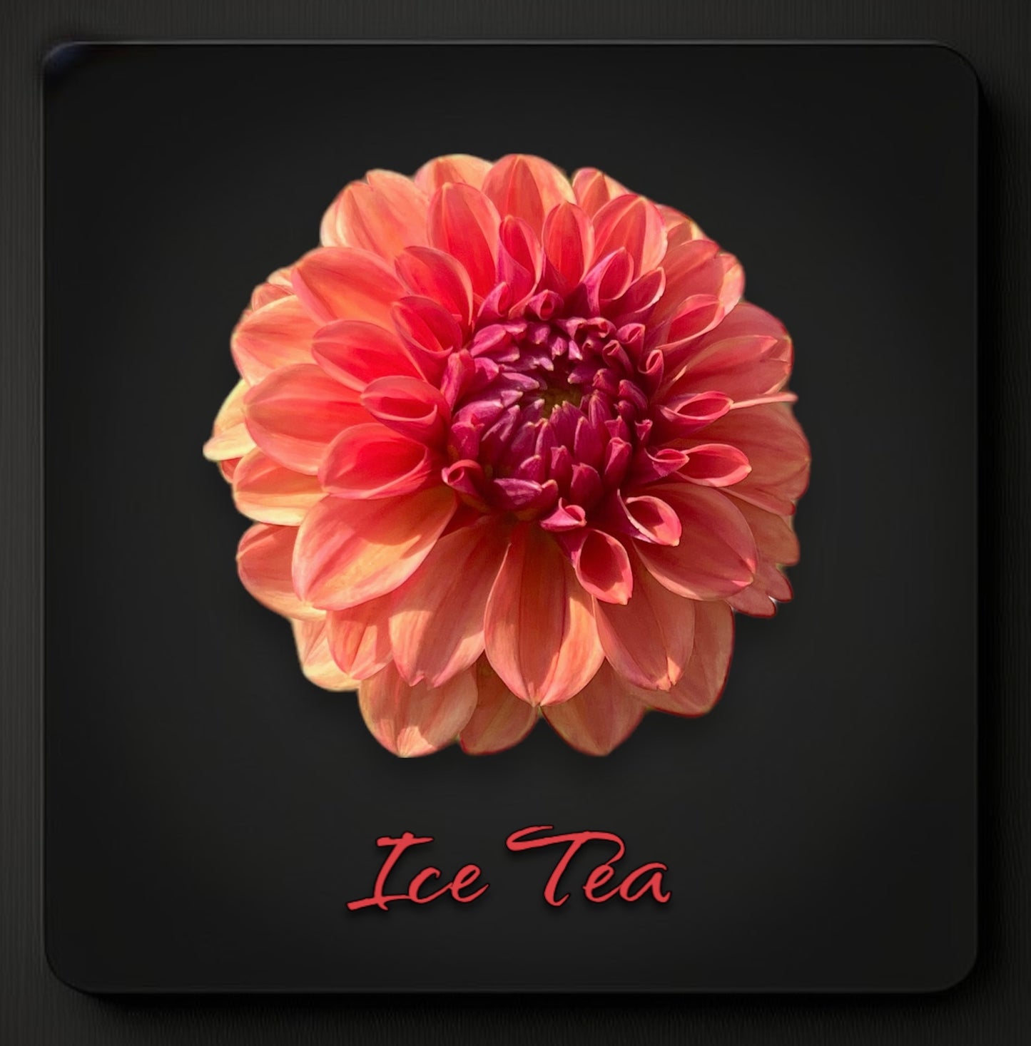 Ice Tea - Dahlia Tuber