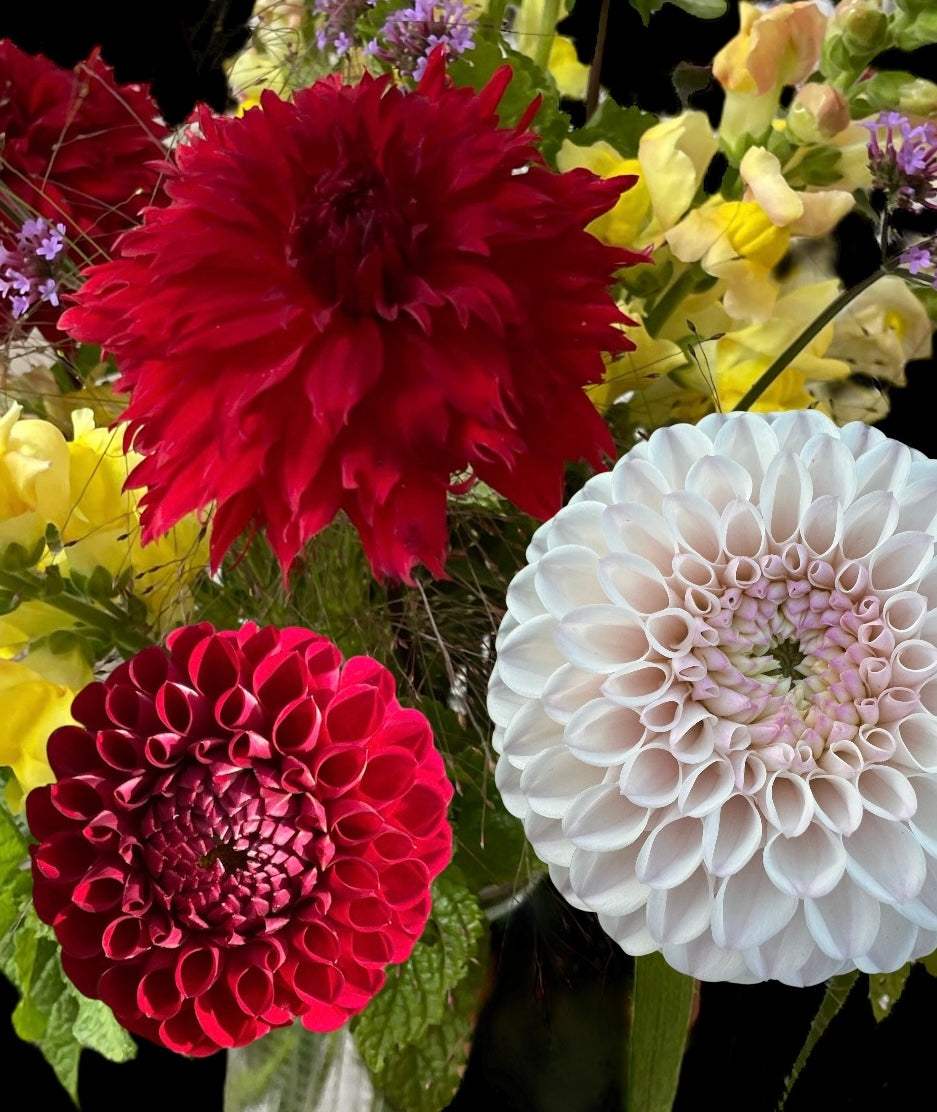 Dahlia Tubers - Bulk Grouping 3 (Spring Shipped)