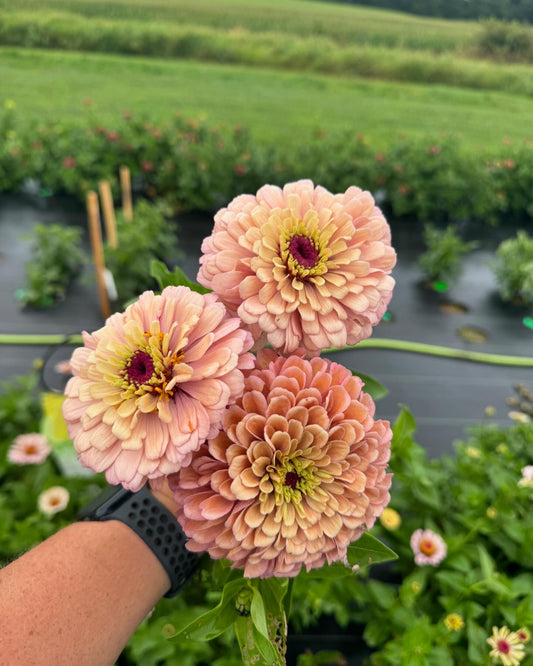 Zinnia Seed - Precious Pastels