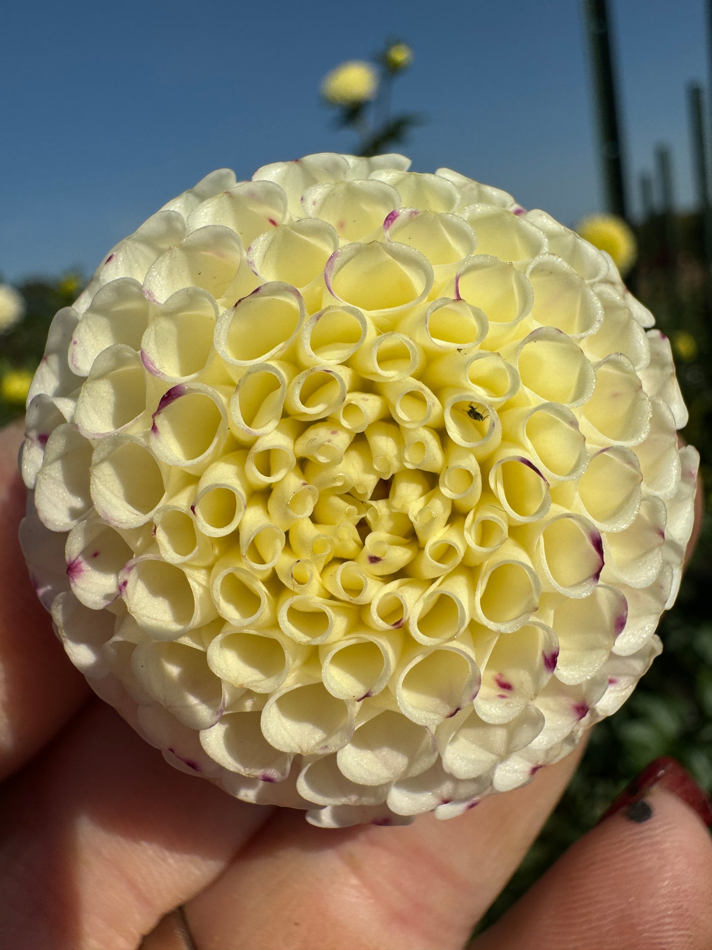 Small World - Dahlia Tuber