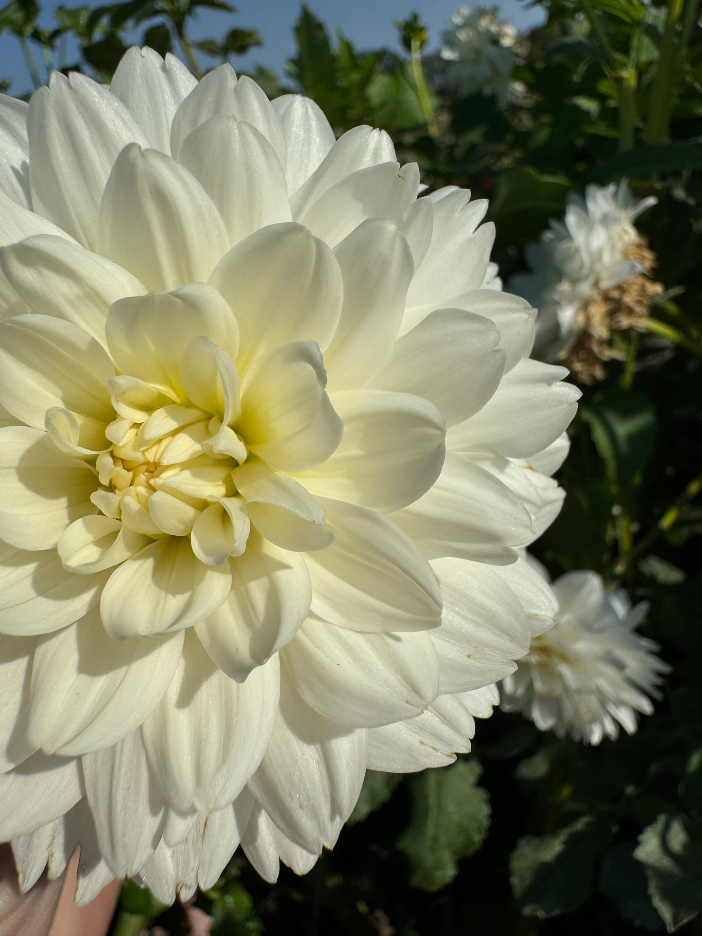 Carl Chilson - Dahlia Tuber