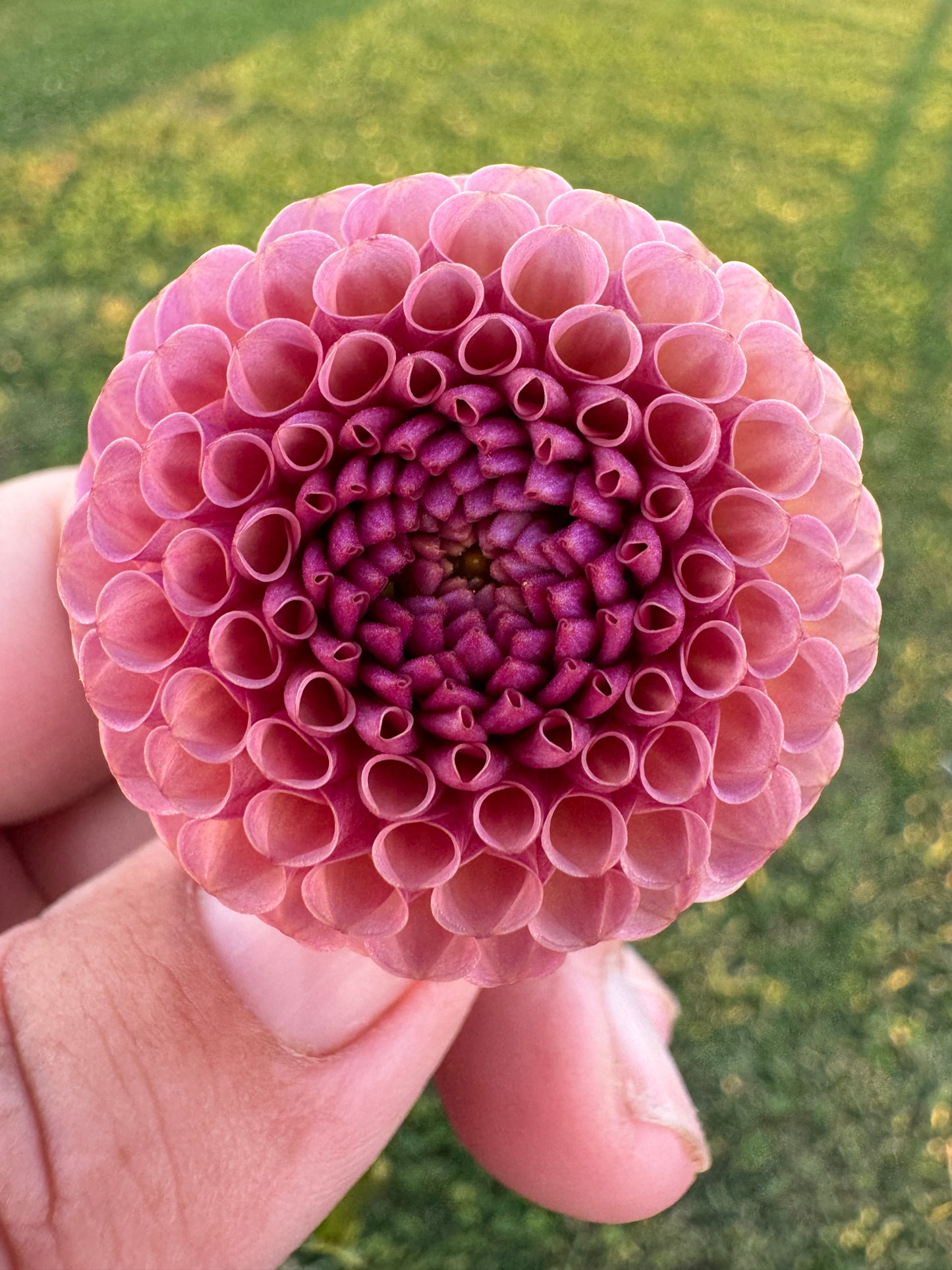 Koko Puff -  Dahlia - Tuber