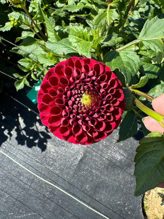 Bloomquist Paul Jr - Dahlia Tuber