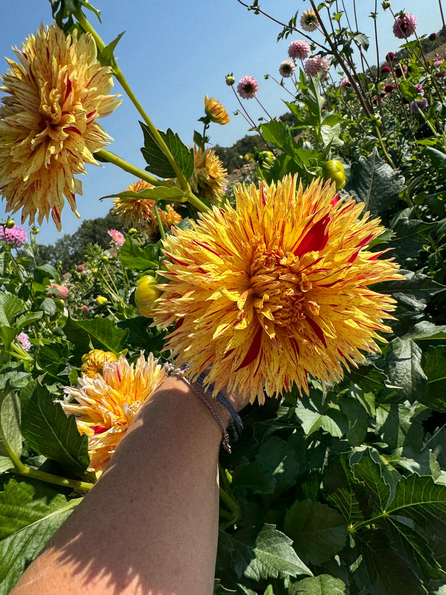 Hollyhill Six in One - Dahlia Tuber