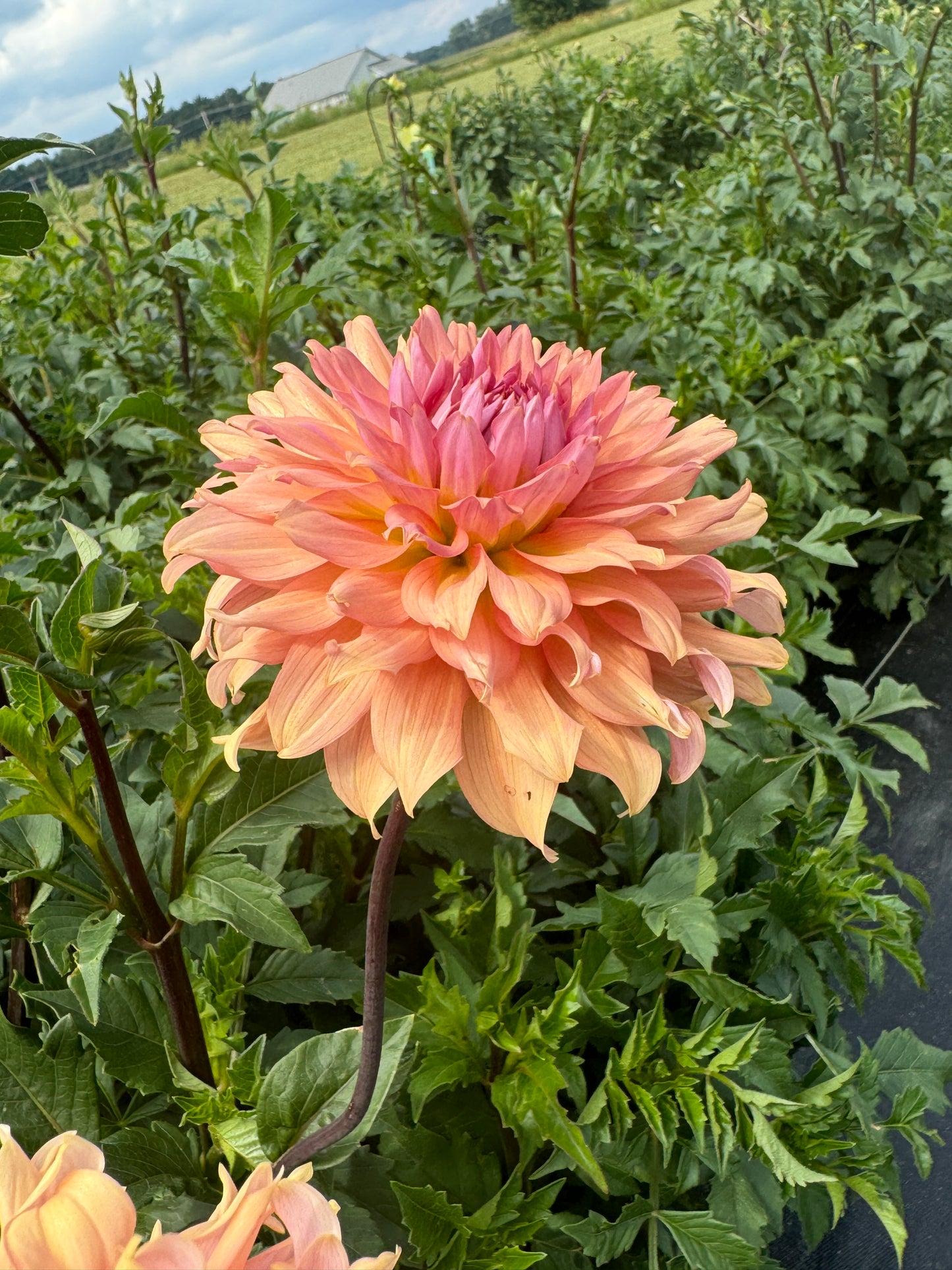 Terracotta - Dahlia Tuber