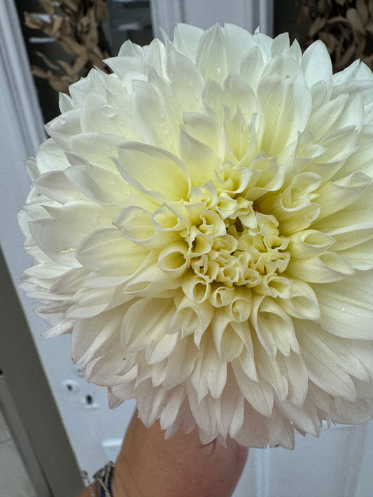 Gitts Attention - Dahlia Tuber