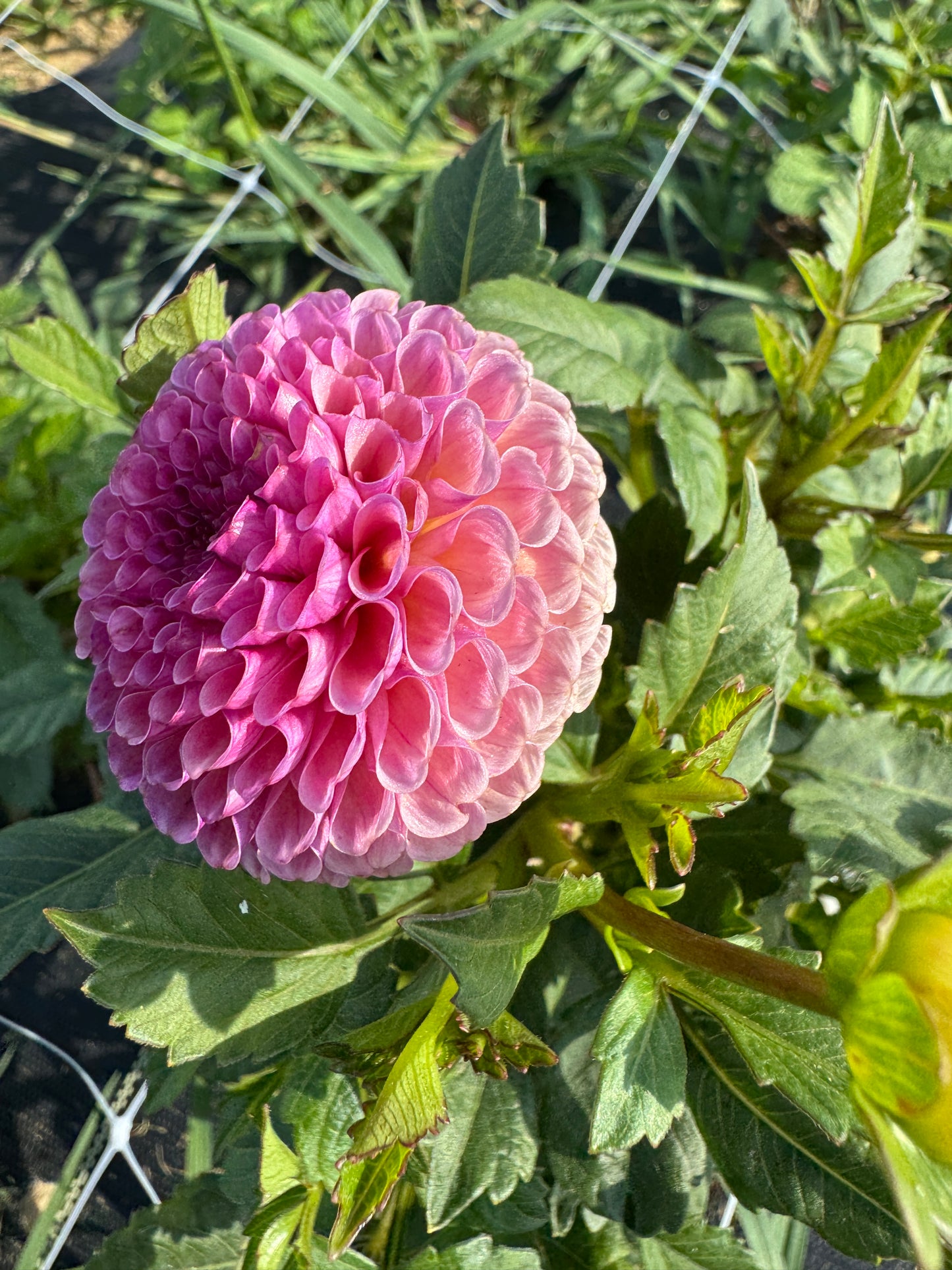 Koko Puff -  Dahlia - Tuber