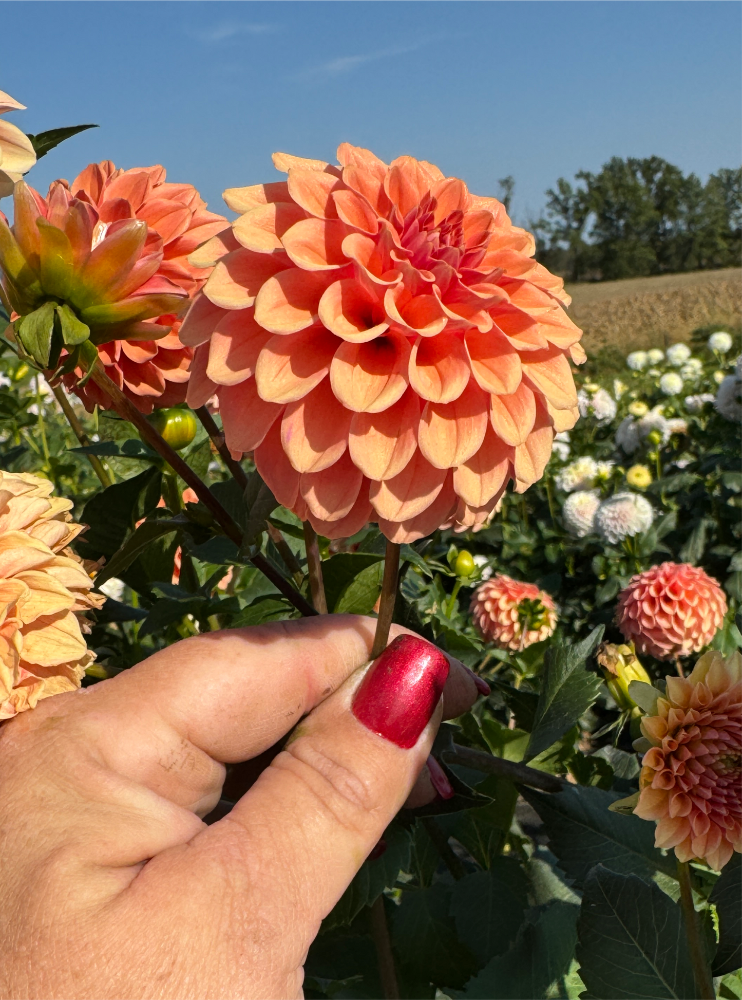 Rose Toscano - Dahlia Tuber