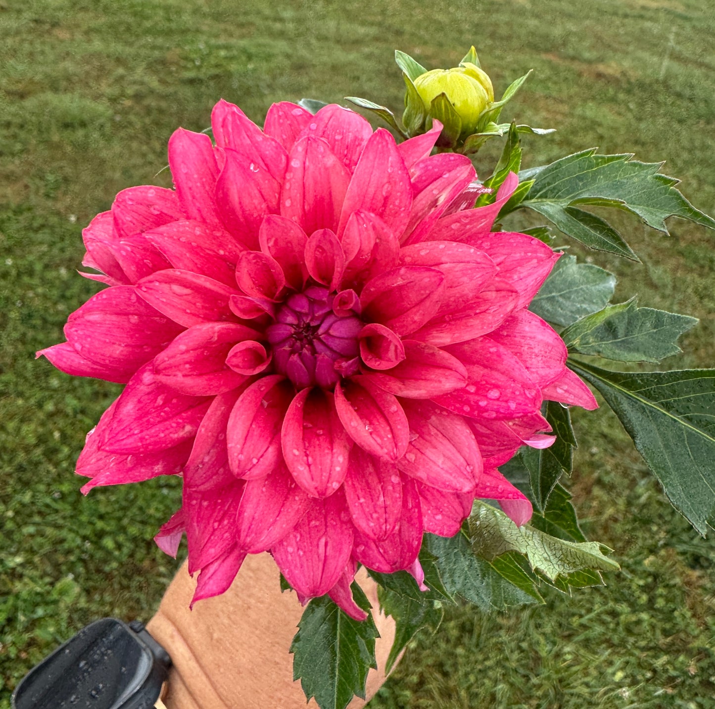 River’s Rosie - Dahlia - Spring CUTTING