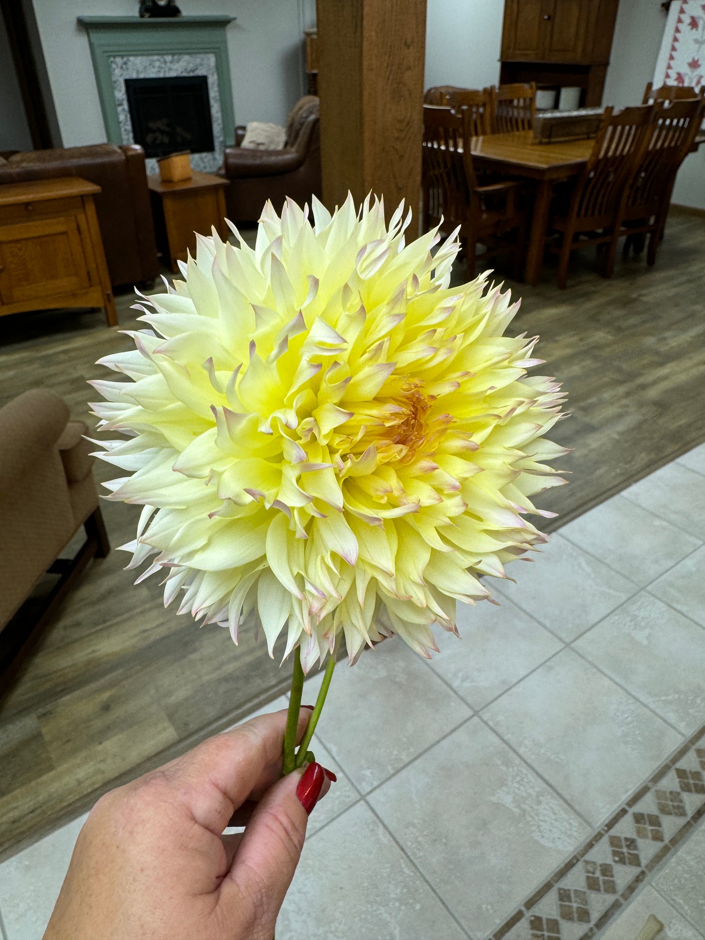 Citron Du Cap - Dahlia Tuber