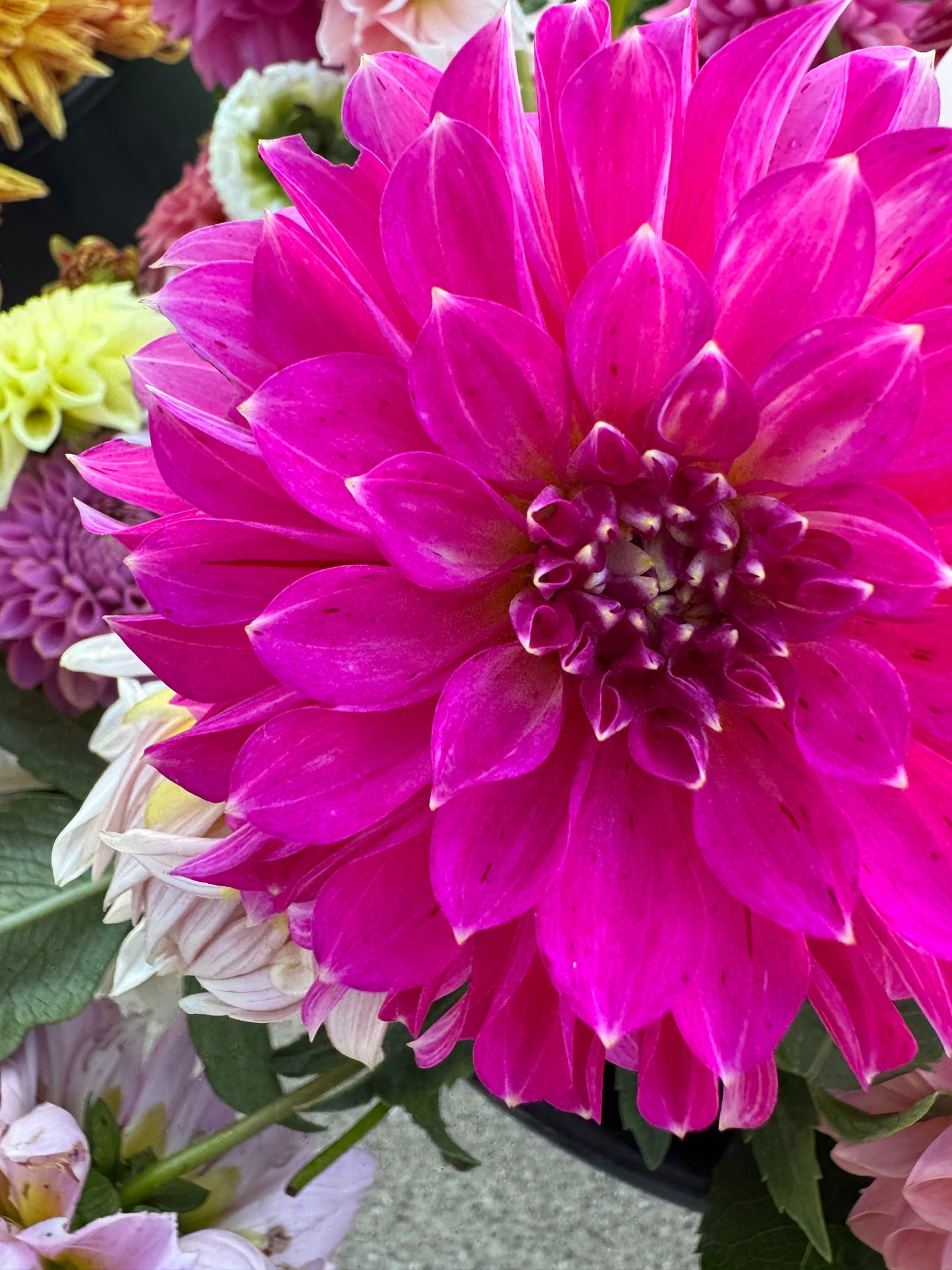 River’s Tipsy - Dahlia - Spring CUTTING