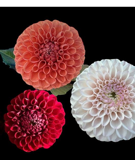 Dahlia Tubers - Bulk Grouping 6 (Spring Shipped)