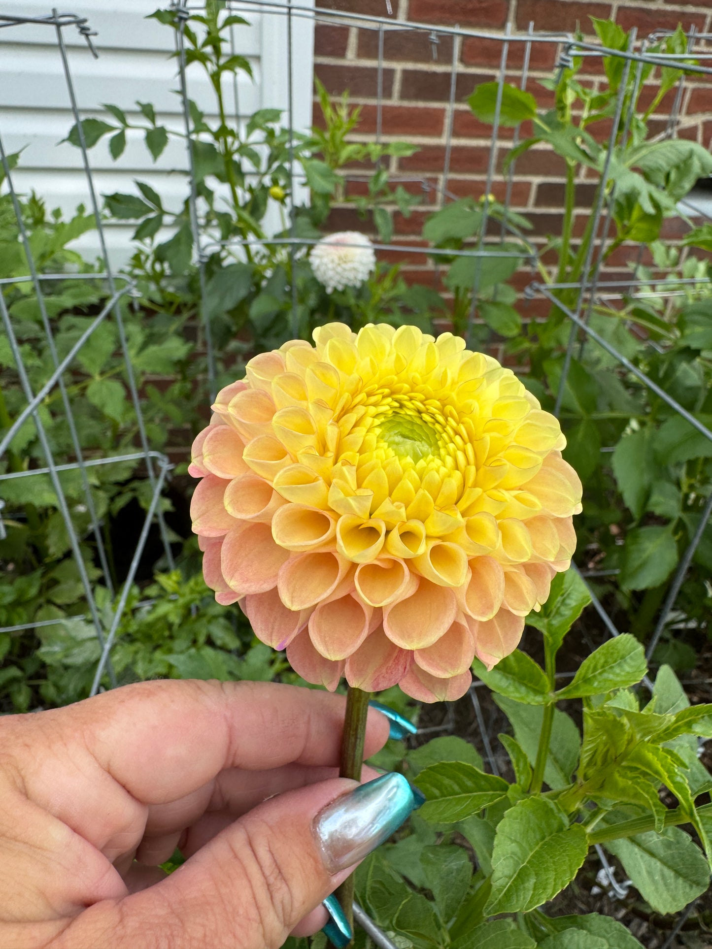 Fiona -  Dahlia - Spring CUTTING