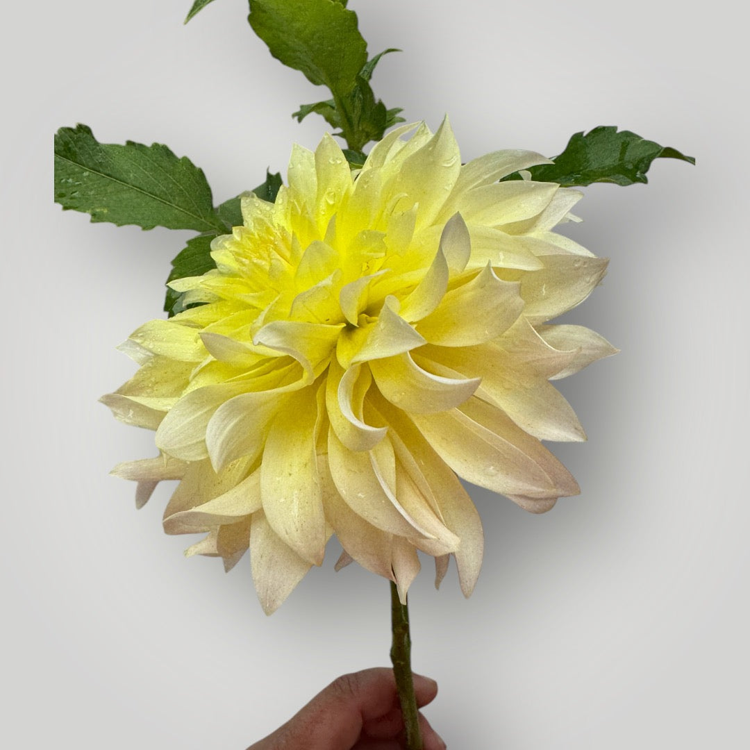 Lakeview Blush - Dahlia Tuber