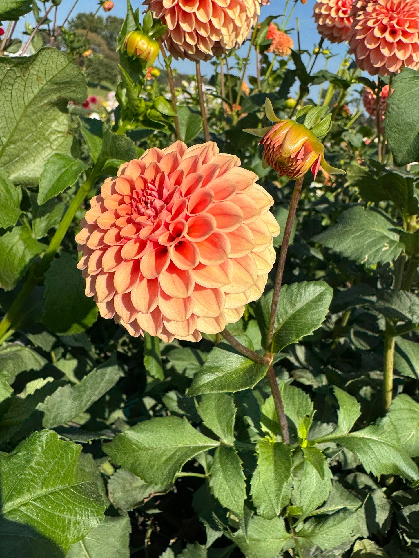 Rose Toscano - Dahlia Tuber