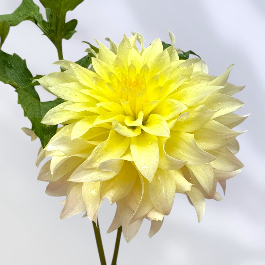 Lakeview Blush - Dahlia Tuber