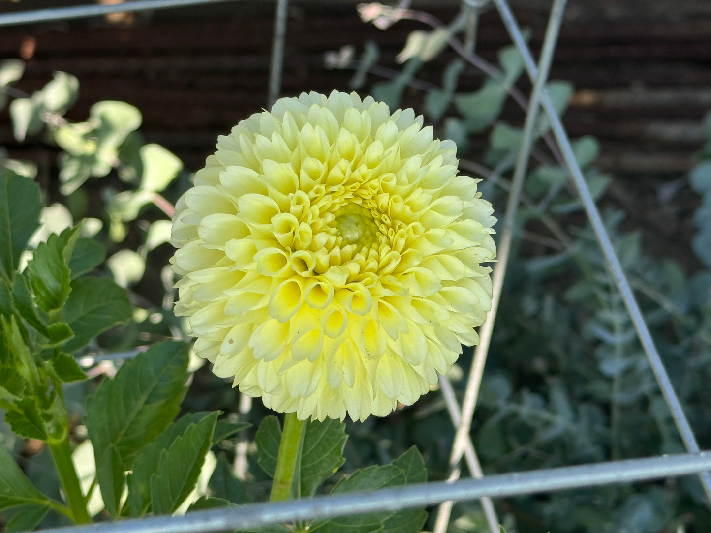Skipley Moonglow - Dahlia - Tuber