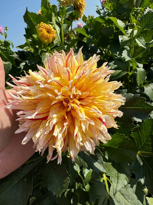 Hollyhill Six in One - Dahlia Tuber