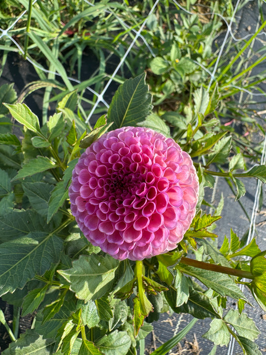 Koko Puff -  Dahlia - Tuber