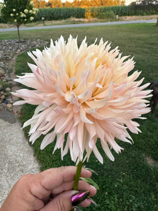 Hapet Champagne -  Dahlia - Spring CUTTING