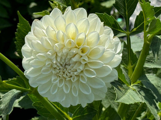 Tallboy - Dahlia Tuber