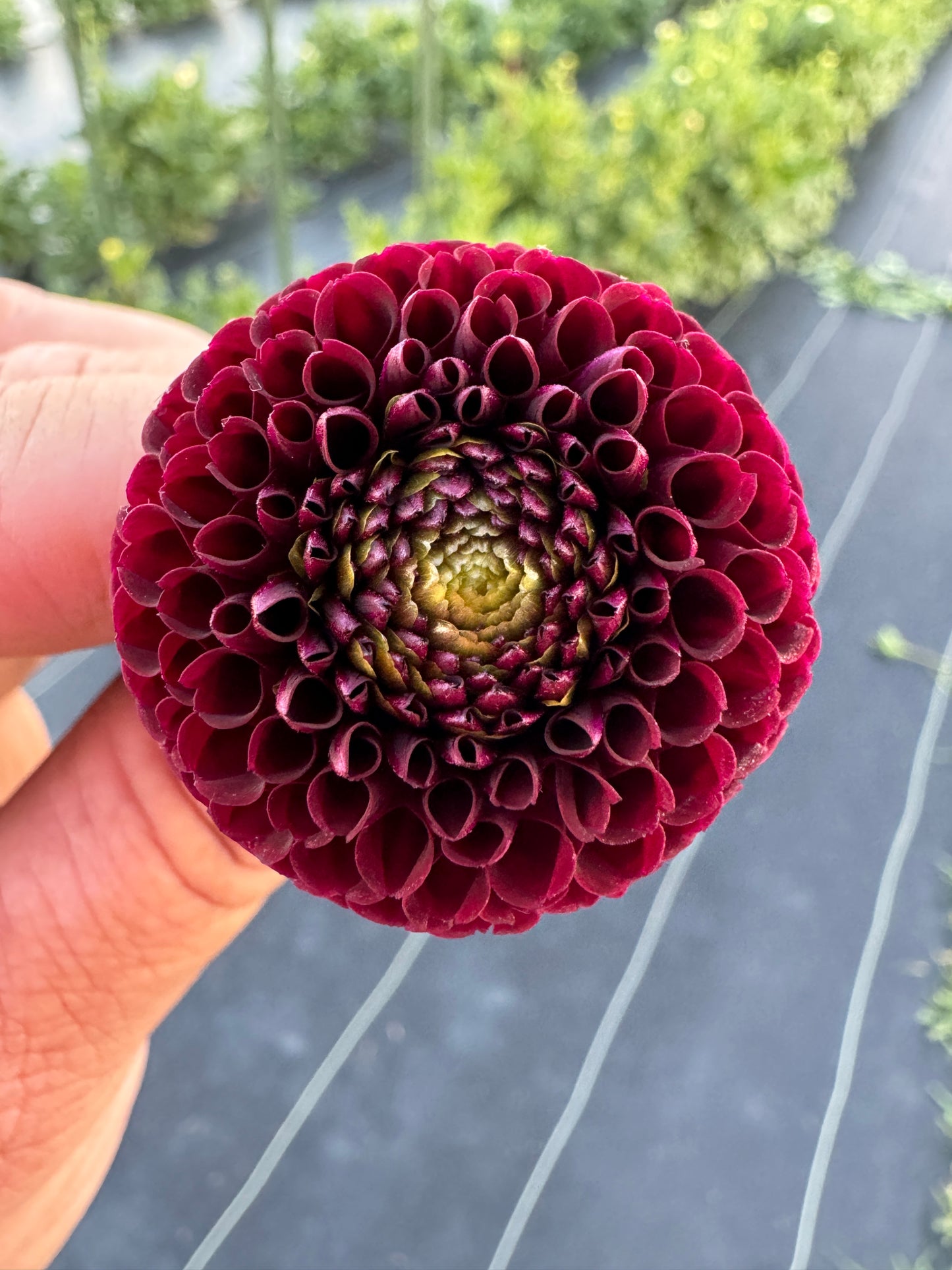 Moor Place - Dahlia Tuber